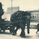 Illustration for article titled How Elephant Armies Built the Ancient World